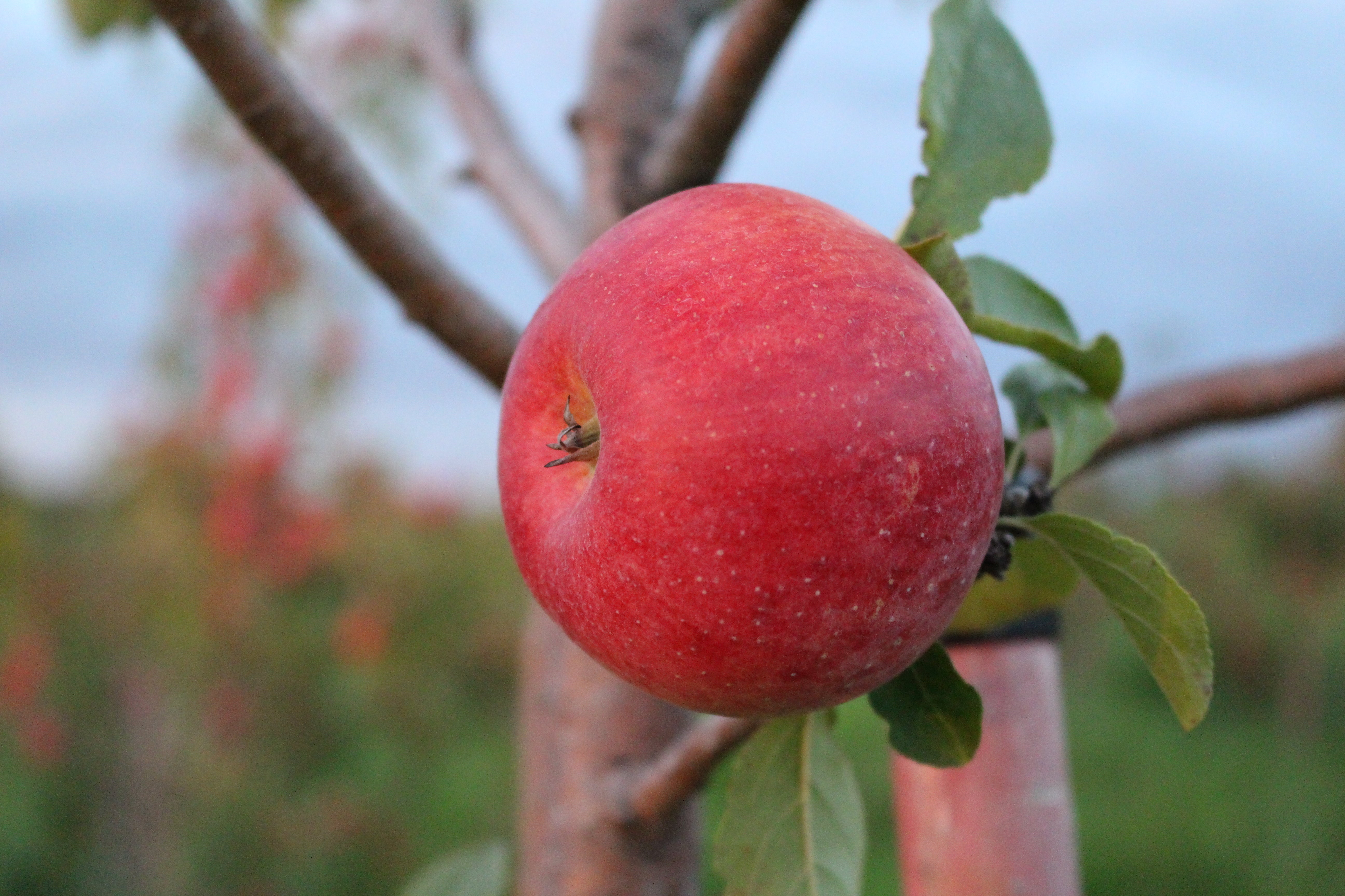 Organic Saint Joseph Apple Tart