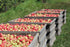 Four-Season Apple